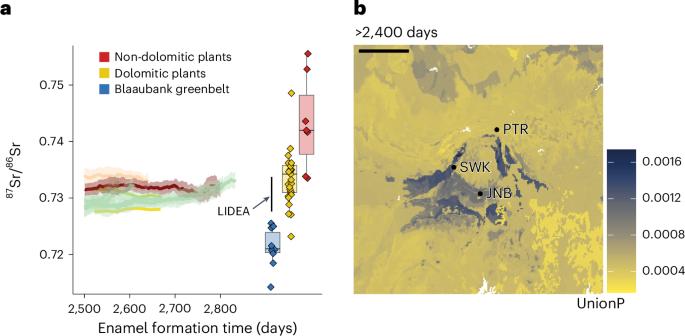 Isotope analysis of fossil teeth provides insight into the habitat and life histories of the early hominin Paranthropus robustus
