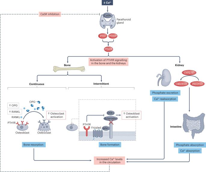 Parathyroid hormone receptor agonists in the management of osteoporosis