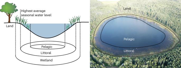 Contribution of lake littoral zones to the continental carbon budget