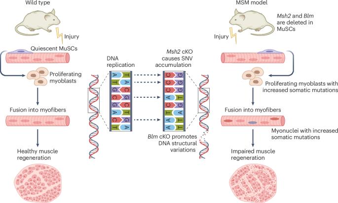 The hidden cost of somatic mutations on skeletal muscle regeneration