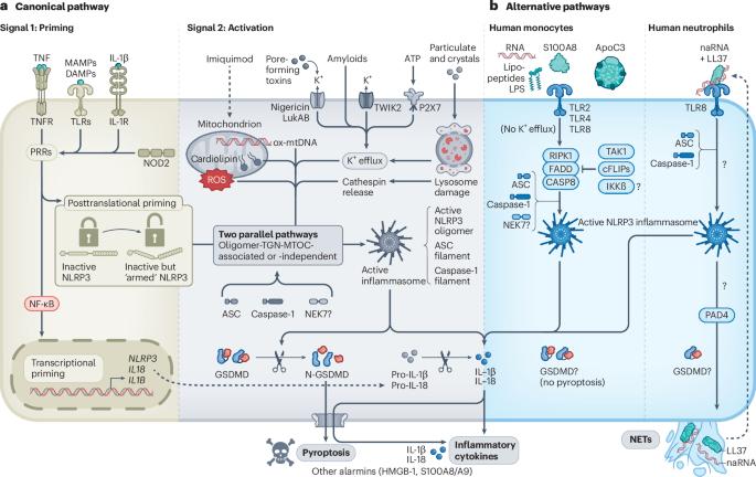 The expanding role of the NLRP3 inflammasome from periodic fevers to therapeutic targets