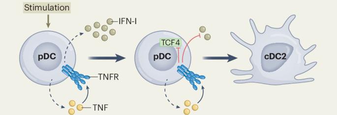 TNF gives plasmacytoid dendritic cells a new life