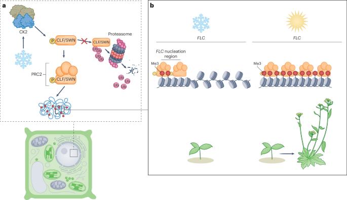 Phosphorylation powers plant Polycomb