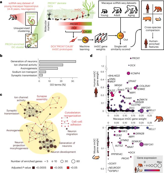 Cross-species analysis of adult hippocampal neurogenesis reveals human-specific gene expression but convergent biological processes