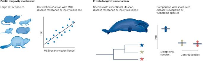 Unlocking longevity through the comparative biology of aging
