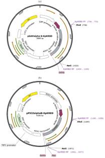 Cloning, Expression and Characterisation of Newly Mined Ketoreductase in Komagataella phaffii