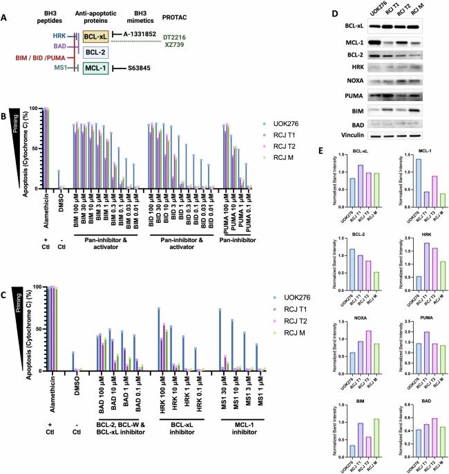BCL-xL dependency in chromophobe renal cell carcinoma