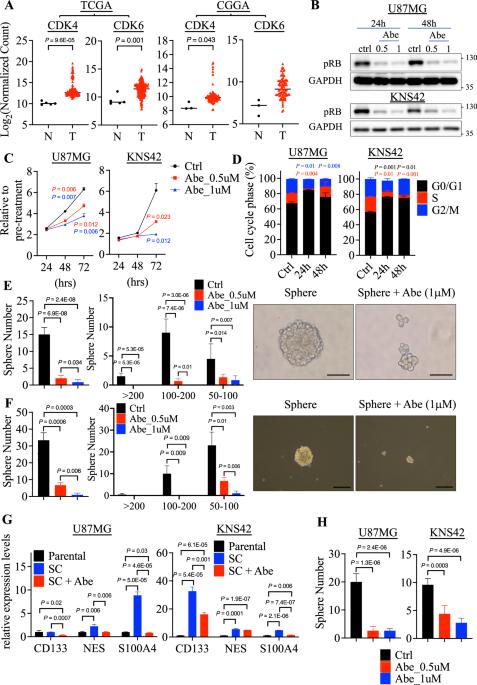 Abemaciclib impairs glioblastoma sphere formation by targeting the GSK3β-mediated transcriptional regulation of CD44 and TCF7L2