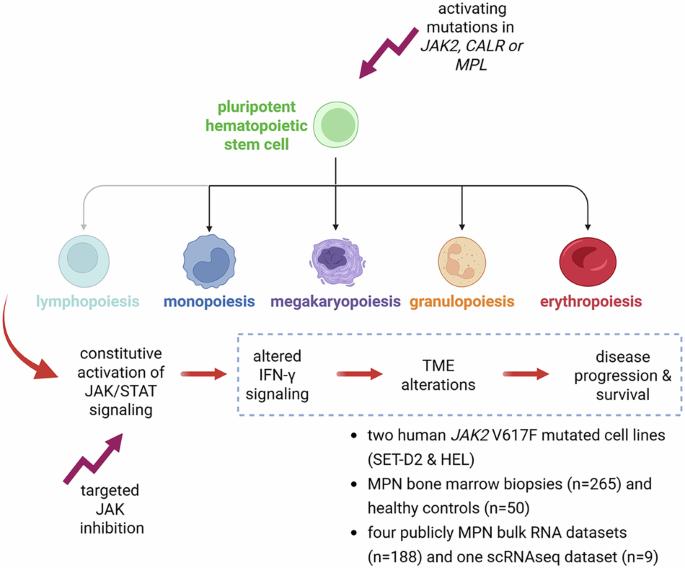 Association of the composition of the bone marrow tumor microenvironment in BCR::ABL1-negative myeloproliferative neoplasms with IFN-γ signaling and driver mutations