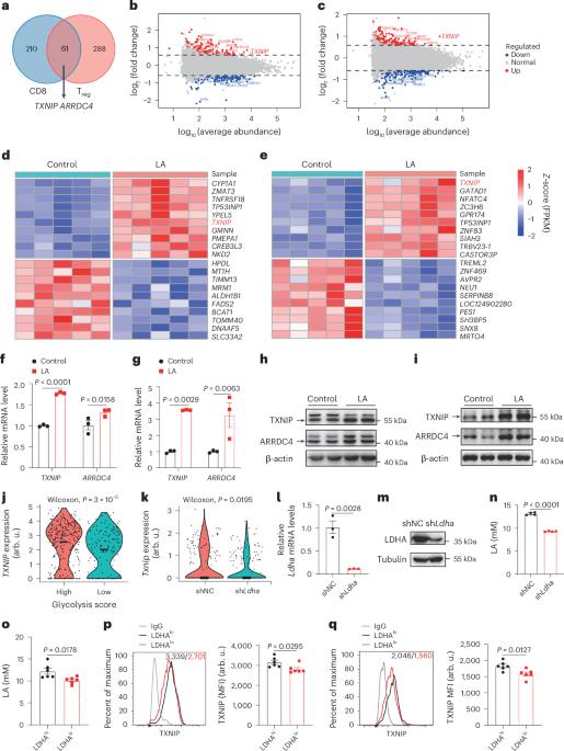 Targeting MondoA–TXNIP restores antitumour immunity in lactic-acid-induced immunosuppressive microenvironment