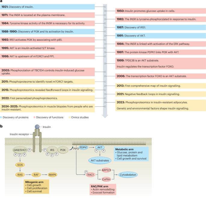 The insulin signalling network