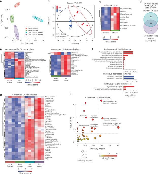 Species-specific serine metabolism differentially controls natural killer cell functions