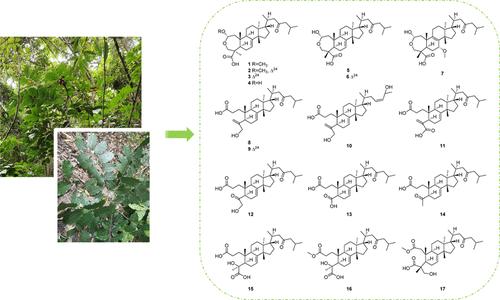 seco-Tirucallane Triterpenoids from the Leaves of Dysoxylum gotadhora