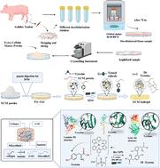 Hybrid photo-crosslinked decellularized extracellular matrix scaffold from porcine Achilles tendon: a biocompatible and non-immunogenic matrix for tissue engineering