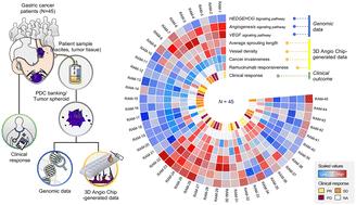 Angiogenesis gene signatures in patient-derived tumor spheroids for genetic and tumor angiogenesis profiling†