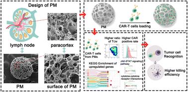 Biomimetic lymph node-like scaffolds for optimized CAR-T cell expansion and potentiated antitumor efficacy