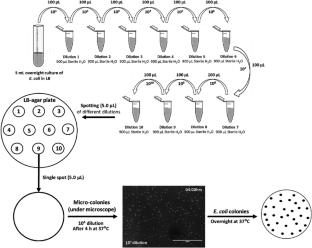 Current status of detection strategies for pathogenic Escherichia coli: a brief review and summary