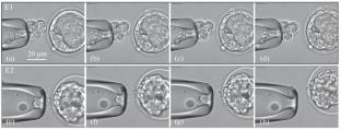 Biopsy of Embryonic Trophectoderm Cells Using Infrared Femtosecond Laser Pulses