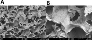 Paraprobiotics from Lactiplantibacillus plantarum and fungal β-glucan from Lignosus rhinocerus synergistically enhance macrophage activation in vitro