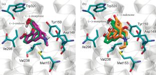In Silico Evaluation of the Effect of Geometrical Configuration and Charge of Opioid Antagonists on Their Binding to Receptors