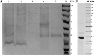 HcN13, a Fibroblast Growth Factor Binding Protein, Is Associated with Shell Formation in Hyriopsis cumingii