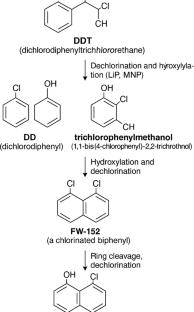 Mechanistic insights into fungal-bacterial synergy for DDT biotransformation