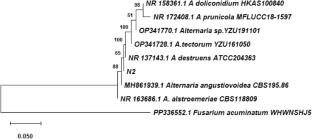 An antifungal vapour to control Alternaria angustiovoidea, causing postharvest black spot rot in apples