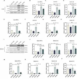 Effect of TRIM67 knockout on inflammation and macrophage survival in Salmonella Typhimurium-infected mice