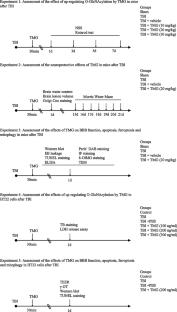 O-GlcNAcylation Suppressed Apoptosis and Ferroptosis in Traumatic Brain Injury by Enhancing Mitophagy