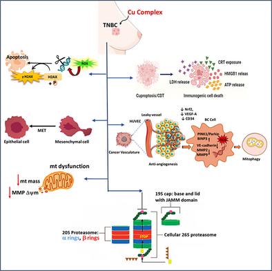 Therapeutic Potential of Copper Complexes in Triple Negative Breast Cancer
