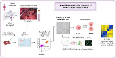 Isolation and immortalization of human portal vein endothelial cells: A novel research tool for studying splanchnic vasculature
