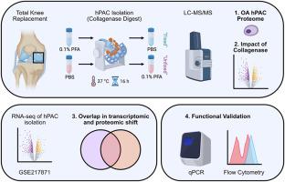 A proteomics investigation of primary human articular chondrocyte isolation