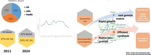 Prospecting technology and economic potential to produce bio-succinic acid: a review