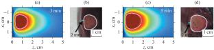 Numerical Simulation of Volumetric Ultrasound Heating of Biological Tissue with Surface Cooling
