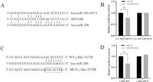 LncRNA HOTAIR promotes cell proliferation and migration in papillary thyroid carcinoma cells by sponging miR-206/c-Met axis