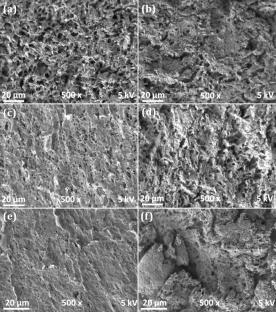 Development of King Cobia Collagen/hydroxypropyl Methylcellulose/polyvinyl Alcohol-Based Carbon Scaffolds for Potential Bone Tissue Engineering Applications