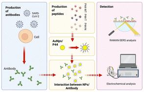 Peptide-based biosensors for variant-specific detection of SARS-CoV-2 antibodies†