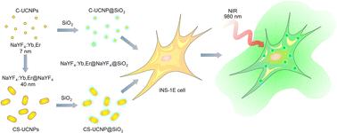 Lanthanide-based UCNPs: toxicity evaluation and interaction of ultrasmall core vs. core–shell nanoparticles with cells