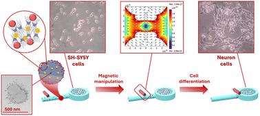 Amphiphilic cyclodextrin-based nanocarriers for magnetic delivery of a morphogen in microfluidic environments