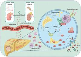Soy isoflavones improve sympathetic nervous system-driven non-alcoholic fatty liver disease through estrogen-like effects