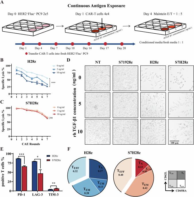 Author Correction: SMAD7 expression in CAR-T cells improves persistence and safety for solid tumors