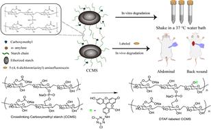 Immobilization of fluorescein on hemostatic starch particles for tracking degradation and distribution in vivo