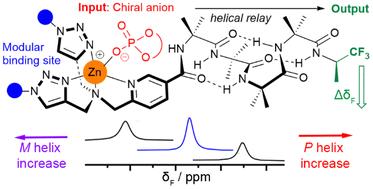Modular synthesis of zinc(ii)-bis(triazole) recognition sites for the conformational control of foldamers