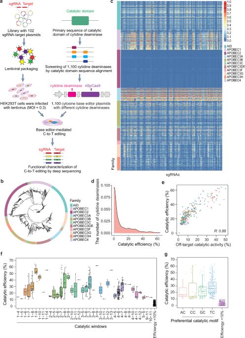 AlphaCD: a machine learning model capable of highly accurate characterization for 21,335 cytidine deaminases