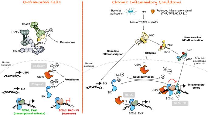 SIX of one and half-a-dozen USP2 regulating inflammation