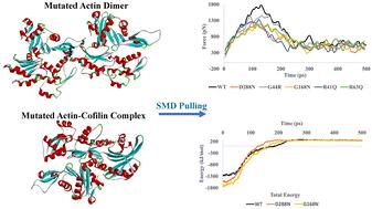 Computational insights into the effect of mutation on actin–actin dimer and actin-related binding protein interactions