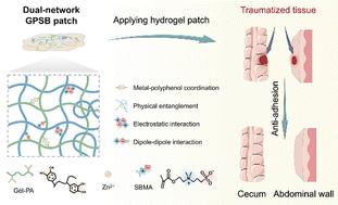 A zwitterionic dual-network hydrogel patch with anti-inflammatory properties for efficient peritoneal adhesion prevention
