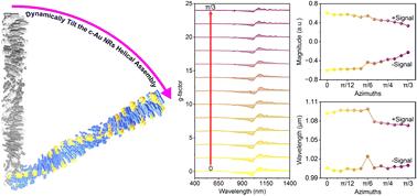 Assembly of intrinsic chiral gold nanorods within a cholesteric liquid crystal host with tunable optical asymmetry