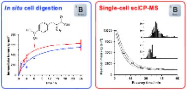 Kinetic analysis of boron therapeutics in head and neck cancer cells by complementary bulk ICP-MS and single-cell (scICP-MS) approaches