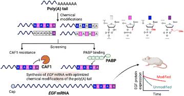 Characterization of nuclease stability and poly(A)-binding protein binding activity of chemically modified poly(A) tail for in vivo applications